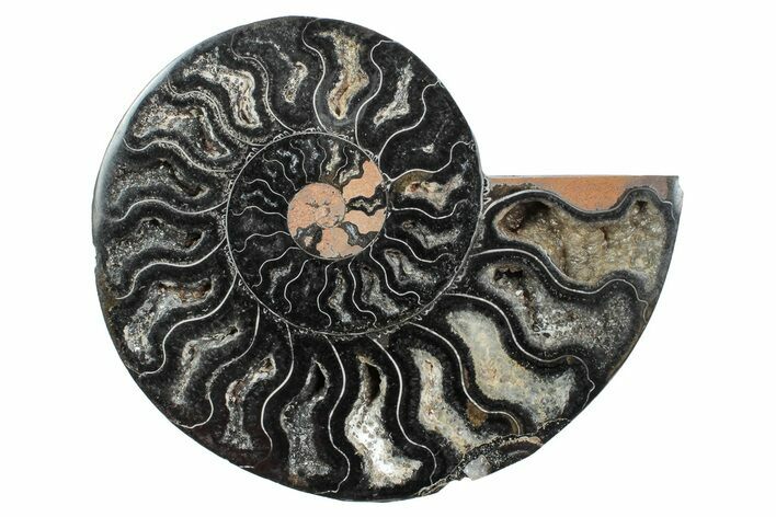 Cut & Polished Ammonite Fossil (Half) - Unusual Black Color #241512